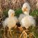 Plyšová hračka Wrendale Designs "Goose Pearl", velká - Husa