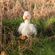 Plyšová hračka Wrendale Designs "Goose Pearl", velká - Husa