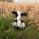 Plyšová hračka Wrendale Designs "Holstein Cow Mathilda", velká -  Holštýnská kráva